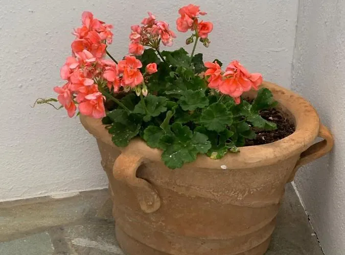 Irenes House Semesterbostad Piso Livadi